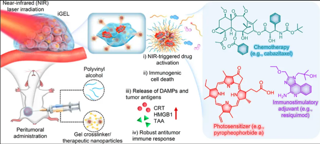 ACS nano（IF=17.1）丨近红外激活原位水凝胶，增强抗癌免疫力！