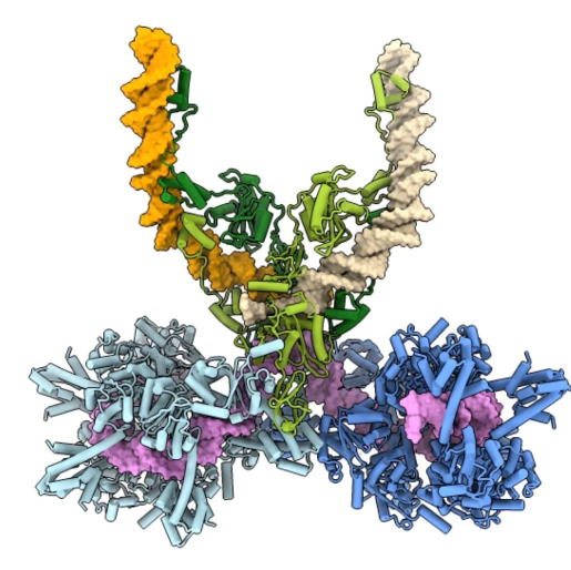 Nature（IF=50.5）丨AAA+ ATPase 调控转座的分子基础