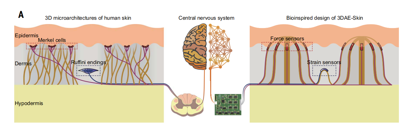 Science（IF=56.9）| 填补领域空白！3D电子皮肤实现机械刺激的解耦感知