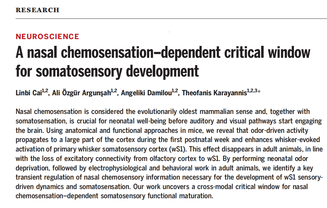 Science | 嗅觉感受器驱动体感功能发育