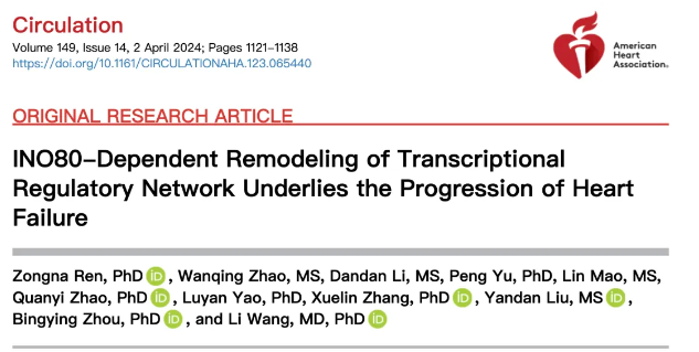 Circulation (IF=37.8)｜心力衰竭发病机制研究新突破！INO80扮演重要角色