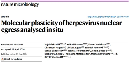 Nature Microbiol（IF=20.5）丨深入探究疱疹病毒核外排的分子奥秘