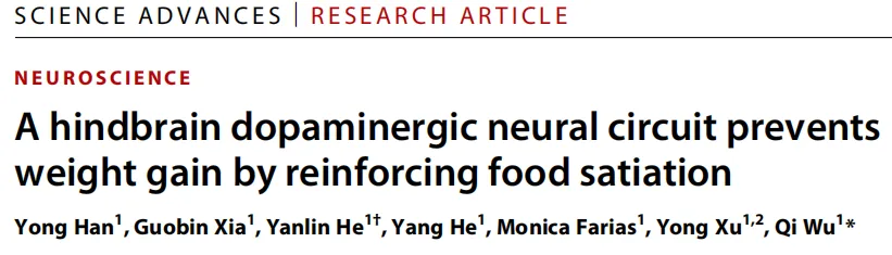 Science Advanced（IF=11.7）丨揭秘！大脑深处隐藏的神秘神经回路，竟能控制你的体重和食欲？