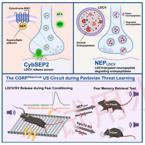 我的恐惧由谁主导？CELL发表新工具证明神经肽的功能